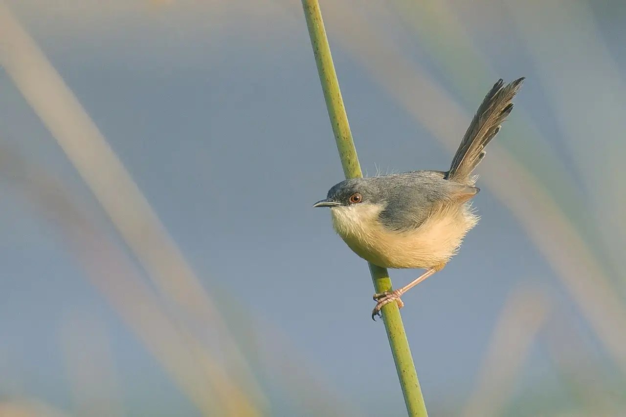 Ashy prinia